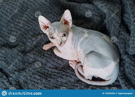 A Beautiful Sphynx Cat The Enigmatic Elegance Exploring The World Of