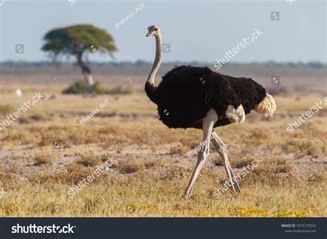 60 Krueger Bird Images, Stock Photos & Vectors | Shutterstock