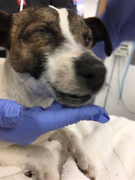 Dog Abandoned On Side Of Road With Mouth And Eyes Super Glued Shut