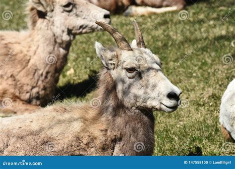 Scruffy Mountain Goats Close Up Stock Photo Image Of Looking Animal