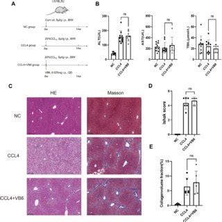 Vb Has Protective Effect On Ccl Induced Chronic Liver Injury Model