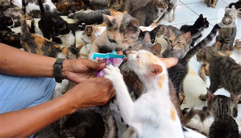 Mengunjungi Rumah Singgah Ribuan Kucing Terlantar Di Parung Foto