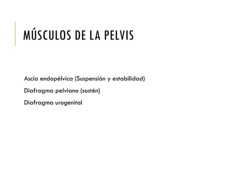 Piso Pelvico Anatomia Caracteristicas Pptx Ppt Descarga Gratuita