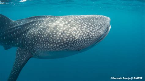 900th whale shark found in the Philippines