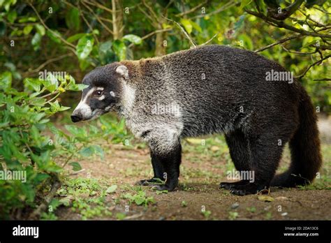 Nariz blanca Nasua narica Coatí conocidos como los mapaches miembro