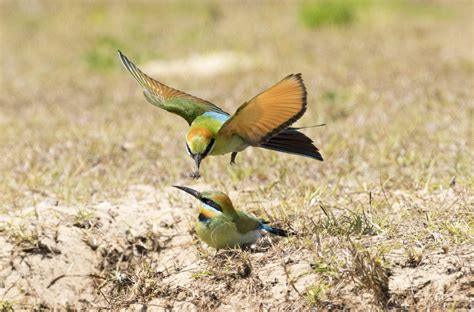 Mowing schedule changed to protect Rainbow Bee-eater – Bundaberg Now