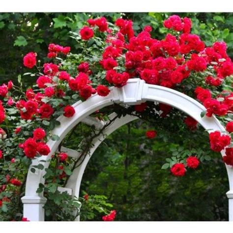 Jual Bibit Benih Bunga Mawar Rambat Red Climbing Rose Isi 20 Biji