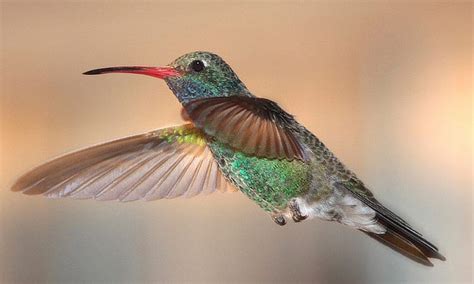 Hummingbirds of Mexico, list of hummingbird species in Mexico ...