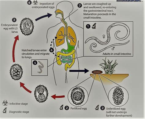 Ascaris Lumbricoides Life Cycle