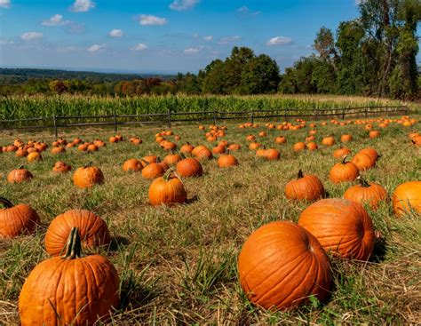 Pick The Perfect Pumpkin This Halloween The English Garden