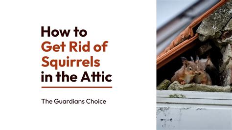 How To Get Rid Of Squirrels In The Attic The Guardian S Choice YouTube