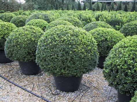 Buxus Sempervirens Bol Buxus Bollen Buxusshop Be