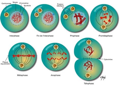 Reproduction Cellulaire