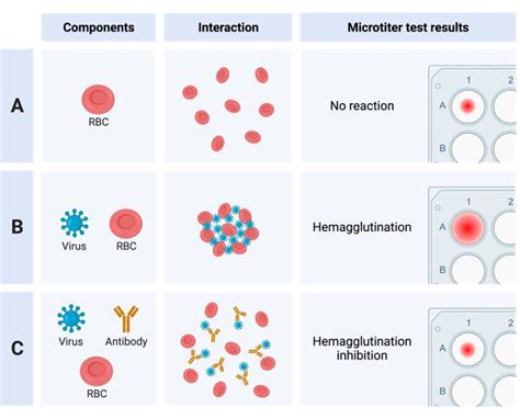 Agglutination: Definition, Types, & Examples I NotesBard