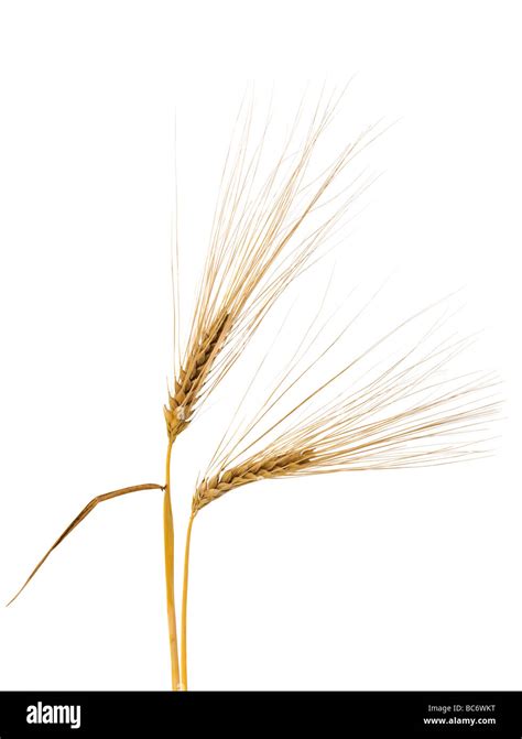 two ripe barley ears on white background Stock Photo - Alamy