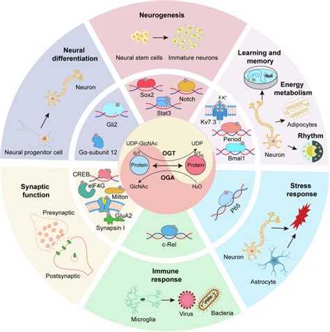 brain  glcnacylation bridging physiological functions disease