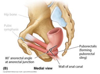 CDB 8 Pelvis Perineum Flashcards Quizlet