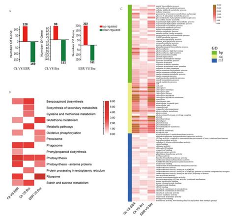 Plants Free Full Text Integrative Analysis Of Transcriptome