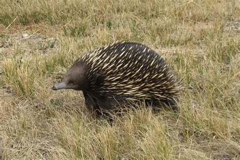 Echidna - a photo on Flickriver