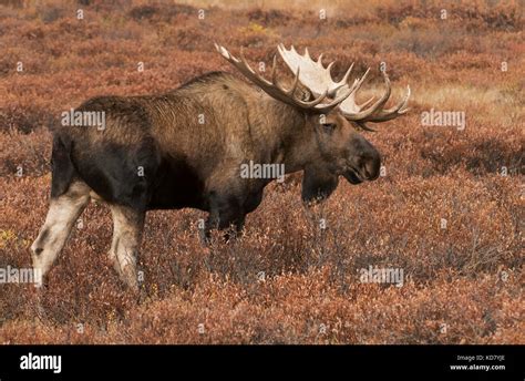 Bull Moose Autumn Alaska Yukon Variety Large Antlers Denali Stock