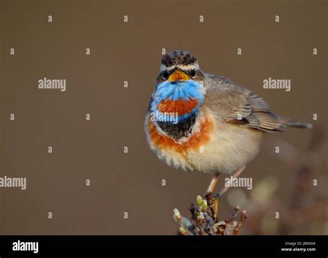 Singing Red Spotted Bluethroat Luscinia Svecica Svecica Singing Male