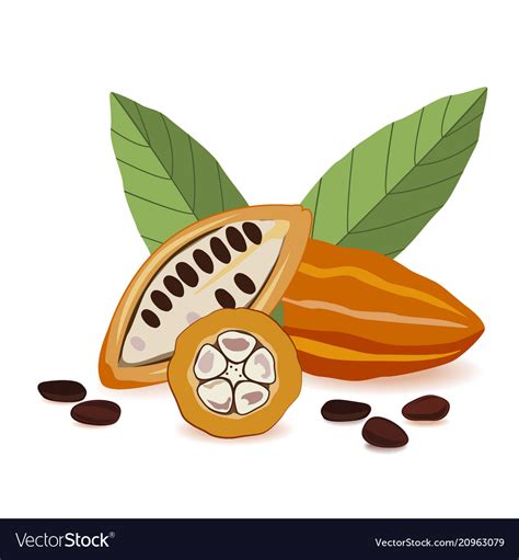 Cacao Fruit Raw Beans With Leaves Cocoa Pod Vector Image