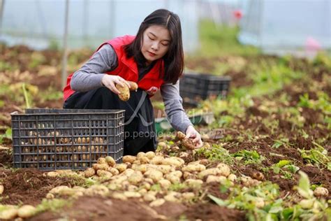 贵州黔西：早熟土豆助农增收 人民图片网