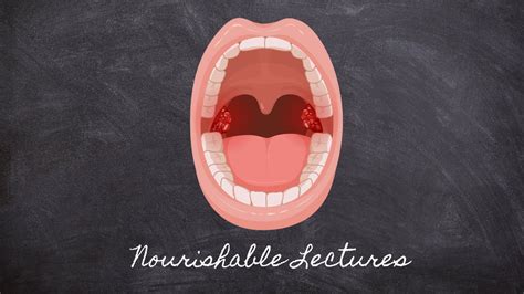 Mouth Mastication Part 2 Foundations In Digestion Nourishable