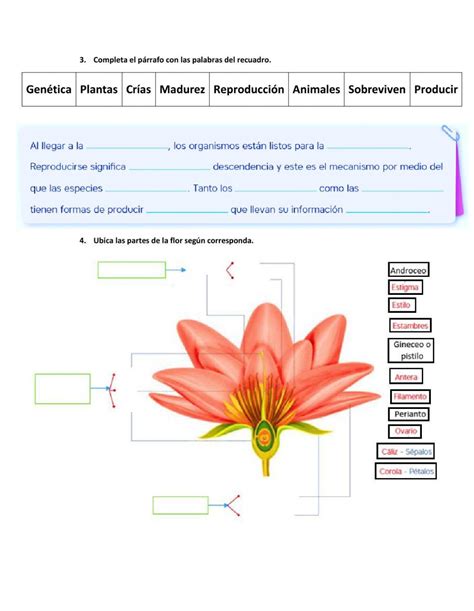 Las Plantas Online Exercise For 6 Live Worksheets