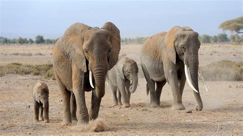 Gestation De L L Phant Tout Savoir Sur La Reproduction Des L Phants