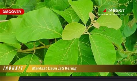 Intip Manfaat Daun Jati Kering Yang Bikin Kamu Penasaran Discover