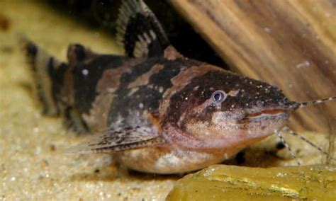 Bumblebee Catfish: Care Guide, Tank Mates, & More!