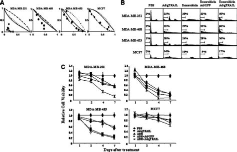 Effects Of Ad Gtrail Plus Doxorubicin In Vitro In Breast Cancer Cells