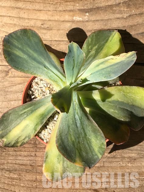 Sh4713 Echeveria Paul Bunyan Variegated Cactus Online