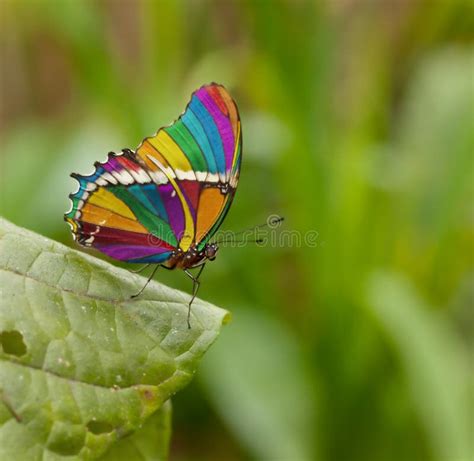 230+ Rainbow butterfly Free Stock Photos - StockFreeImages