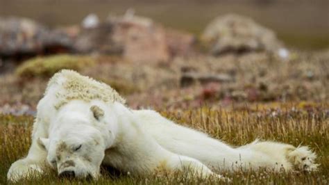 Video La imagen más desgarradora del cambio climático