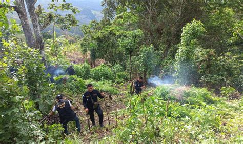 PNC de Guatemala on Twitter Más de 9 mil matas de marihuana