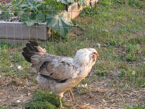 Easter Egger Roo Or Pullet BackYard Chickens Learn How To Raise