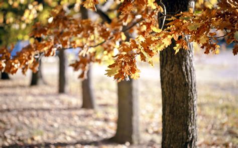 trees, foliage, autumn Wallpaper, HD Nature 4K Wallpapers, Images ...