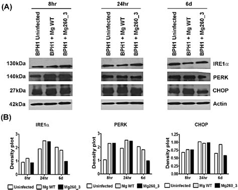 Western Blot Results