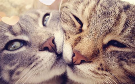 Wallpaper Nose Whiskers Eye Kitten Fauna 2560x1600 Px