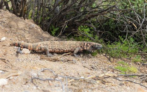 Gila Monster Out for a Snack Photograph by Rosemary Woods - Desert Rose ...