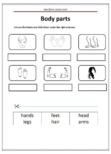 Free Body Parts And 5 Senses Worksheets Teachers Zone