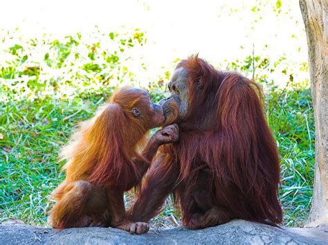 Baby Animals Kissing