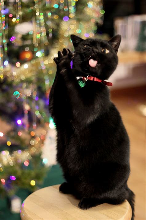 meow matthew petroff