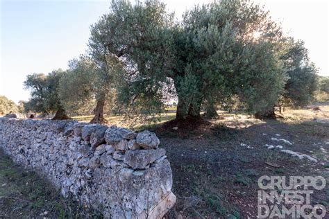 Vendita Terreno Contrada Cerasulo Casalini Brindisi Agenzia