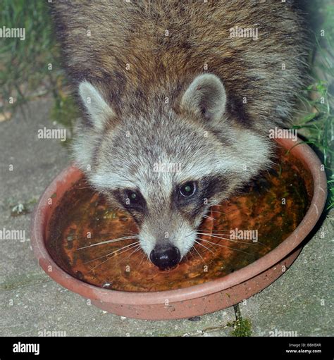 Raccoon Drinking Water Hi Res Stock Photography And Images Alamy