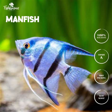 Promo IKAN HIAS AIR TAWAR AQUASCAPE AQUARIUM MANFISH Kota Tangerang