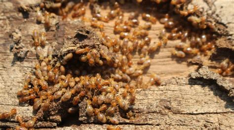 How To Get Rid Of Drywood Termites Stampede Pest Control