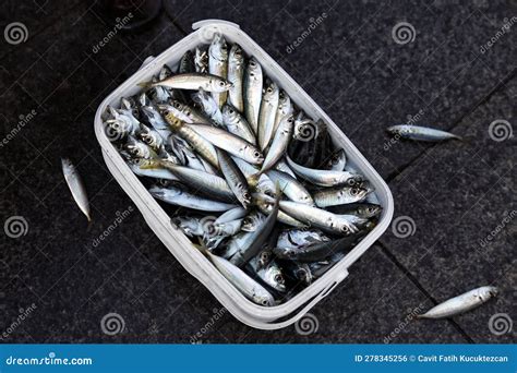 Raw Freshly Caught Fishes In A Plastic Box Stock Photo Image Of